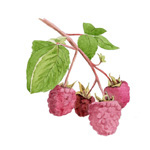 Rubus idaeus